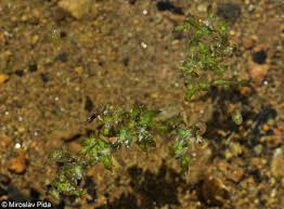 Attēlu rezultāti vaicājumam “Lemna trisulca”