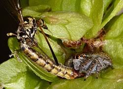 Attēlu rezultāti vaicājumam “Xanthogramma sp.”