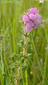 Attēlu rezultāti vaicājumam “Erica tetralix”