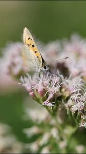 Attēlu rezultāti vaicājumam “Lycogala sphaeroconicum young”