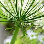 Attēlu rezultāti vaicājumam “Laserpitium latifolium flower”