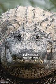 Image result for Alligator mississippiensis