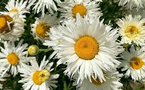 Image result for Chrysanthemum leucanthemum