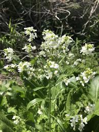 Attēlu rezultāti vaicājumam “Armoracia rusticana”