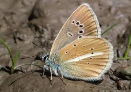 Attēlu rezultāti vaicājumam “Agrodiaetus damon underside”