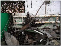 Attēlu rezultāti vaicājumam “Diachea leucopodia”