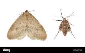 Attēlu rezultāti vaicājumam “Operophtera”