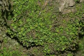 Attēlu rezultāti vaicājumam “Heterotrichia oerstedii (syn. Arcyria oerstedii) sessile”