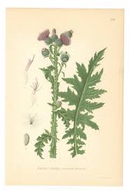 Attēlu rezultāti vaicājumam “Carduus crispus”