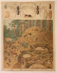 Attēlu rezultāti vaicājumam “Formica rufa imago”