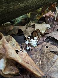 Attēlu rezultāti vaicājumam “Hemitrichia leiotricha stalked”