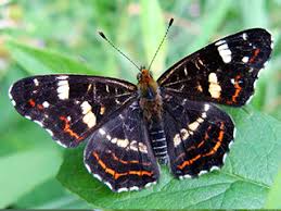 Attēlu rezultāti vaicājumam “Araschnia levana”