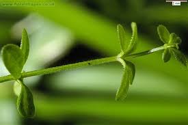 Attēlu rezultāti vaicājumam “Galium palustre fruit”