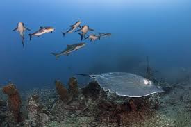 Image result for Bathytoshia centroura