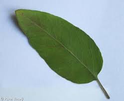 Attēlu rezultāti vaicājumam “Lysimachia vulgaris leaf”