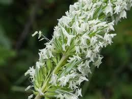 Attēlu rezultāti vaicājumam “Phleum pratense”