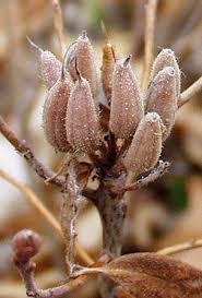 Attēlu rezultāti vaicājumam “Rhododendron canadense flower”