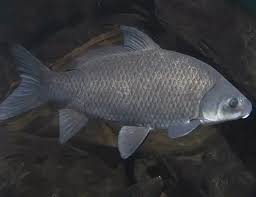 Image result for Ictiobus niger