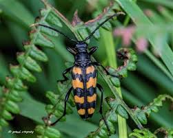 Attēlu rezultāti vaicājumam “Leptura quadrifasciata”