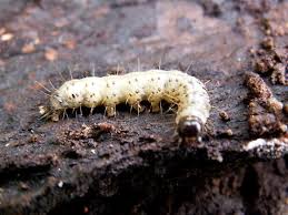 Attēlu rezultāti vaicājumam “Cossidae”