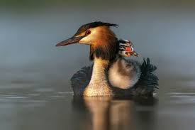 Attēlu rezultāti vaicājumam “Podiceps cristatus juvenile”