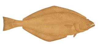 Image result for Reinhardtius hippoglossoides