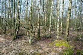 Attēlu rezultāti vaicājumam “Abraxas grossulariata larva”