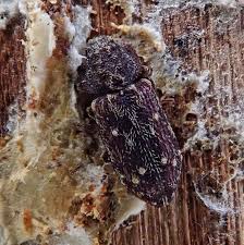 Attēlu rezultāti vaicājumam “Zopheridae”