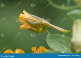 Attēlu rezultāti vaicājumam “Tropaeolum majus bud”