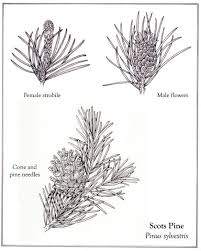 Attēlu rezultāti vaicājumam “Pinus sylvestris female flower”