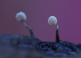 Attēlu rezultāti vaicājumam “Colloderma oculatum spores”