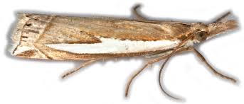 Attēlu rezultāti vaicājumam “Crambus hamella”