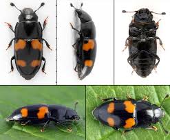 Attēlu rezultāti vaicājumam “Glischrochilus grandis”