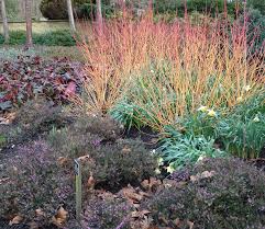 Attēlu rezultāti vaicājumam “Cornus sanguinea”
