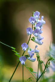 Attēlu rezultāti vaicājumam “Vicia sylvatica flower”