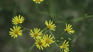 Attēlu rezultāti vaicājumam “Jacobaea paludosa flower”