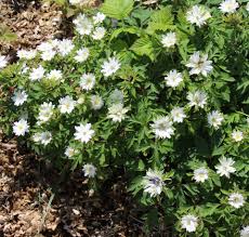 Attēlu rezultāti vaicājumam “Anemone nemorosa”