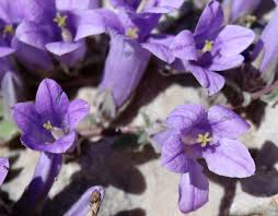 Attēlu rezultāti vaicājumam “Campanulaceae”