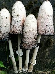 Attēlu rezultāti vaicājumam “Coprinus comatus”