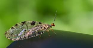 Attēlu rezultāti vaicājumam “Hemerobius perelegans”