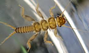 Attēlu rezultāti vaicājumam “Plecoptera”