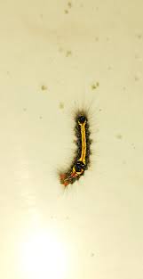 Attēlu rezultāti vaicājumam “Euproctis similis imago”