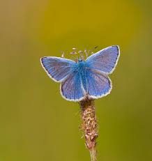 Attēlu rezultāti vaicājumam “Polyommatus icarus male”