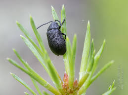 Attēlu rezultāti vaicājumam “Galeruca tanaceti”