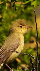 Image result for Hippolais polyglotta