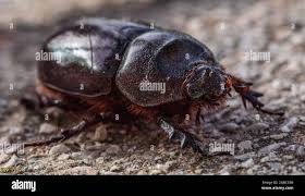 Attēlu rezultāti vaicājumam “Oryctes nasicornis”