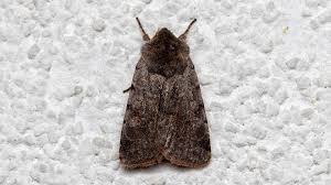 Attēlu rezultāti vaicājumam “Cerastis rubricosa”