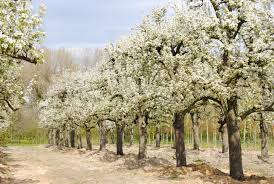 Attēlu rezultāti vaicājumam “Pyrus”