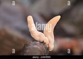 Attēlu rezultāti vaicājumam “Macrotyphula fistulosa var. contorta”