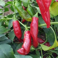 Afbeeldingsresultaat voor numex chimayo hot pepper
